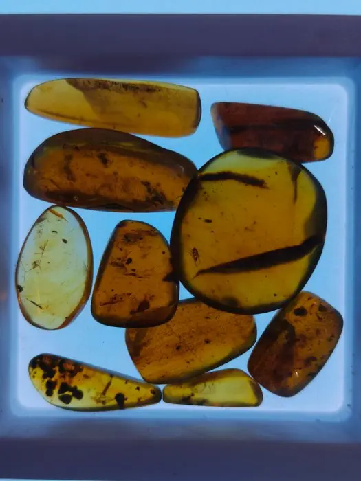 Burmese amber - Amber (No reserve price)