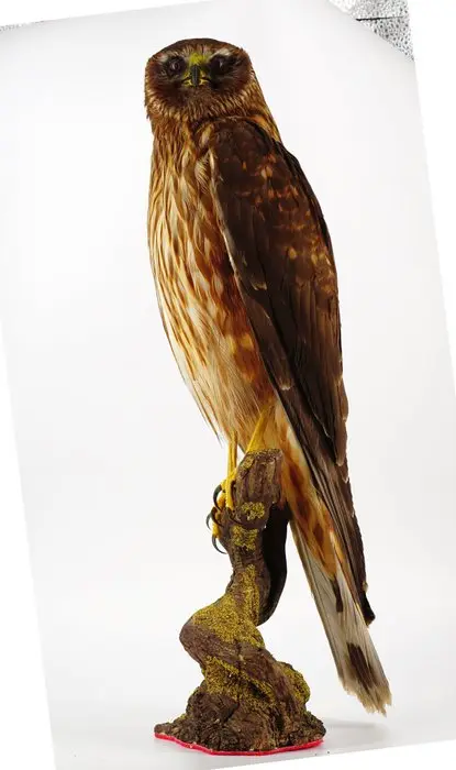 Albanella minore Taxidermy full body mount - Circus...