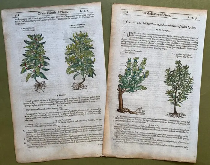 The Herball or generall Historie of Plantes [5 xilografie botaniche] - 1597