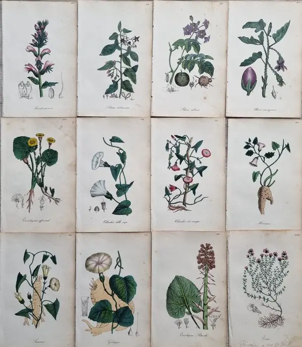 Felice Cassone (1815/ 1854) - Lot. of 12 sheets - Flora medico-farmaceutica - - 1847