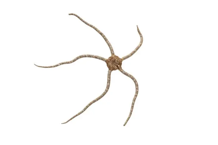 Fascinating snake sea star (16 cm) – perfectly prepared...