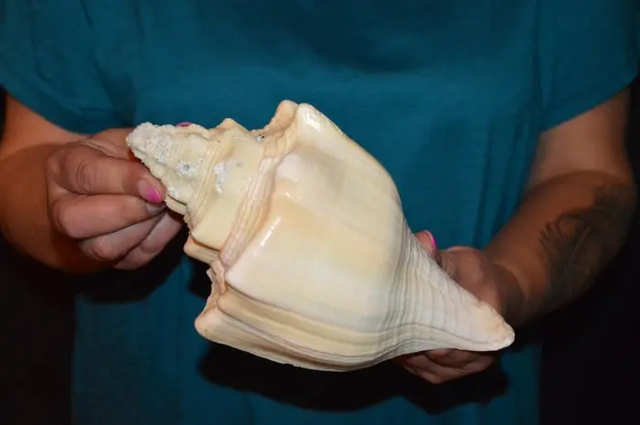 Sea Snail Sea shell - S-630 TURBINELLA ANGULATA (No reserve price)