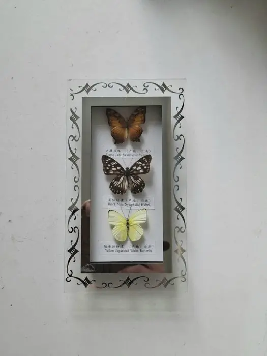 Butterfly Taxidermy full body mount - Nymphalid Hubei...