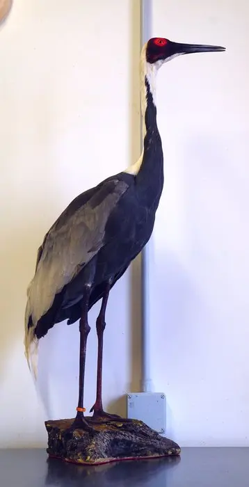 Gru Nucabianca Taxidermy full body mount - Grus vipio...