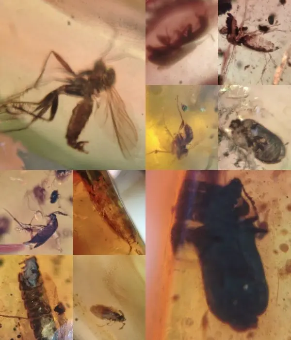 Insect - Amber - Burmit 10 Stück 7.93 gramm AA Burmit...