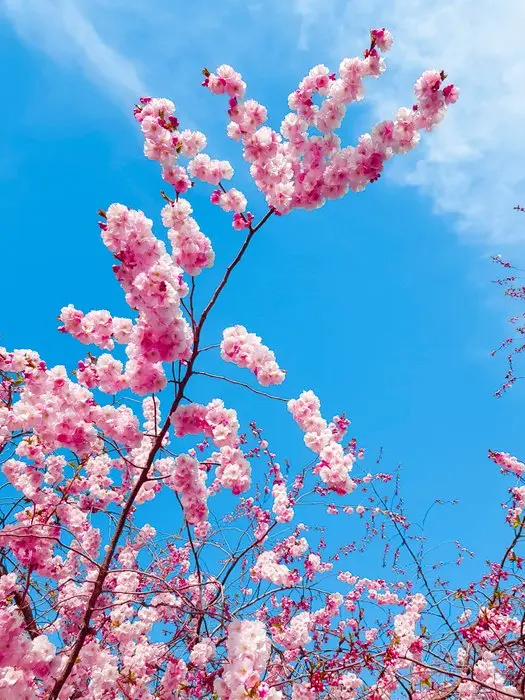 Viet Ha Tran - The colors of spring XIII (2019)