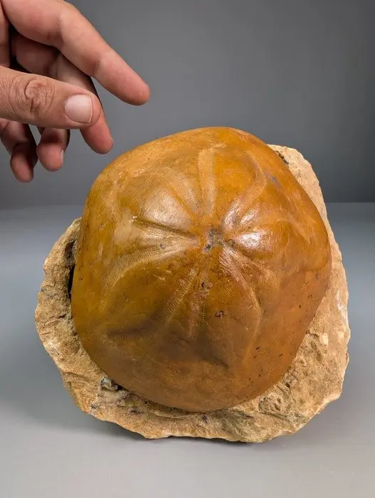 Sea Urchin with Matching Original Matrix - Fossil skeleton - Clypeaster sp