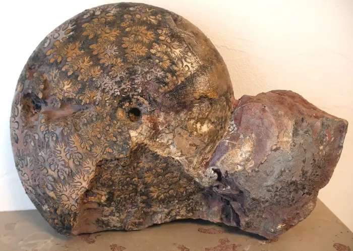 Exceptional ammonite - Fossilised animal - Phylloceras heterophylum