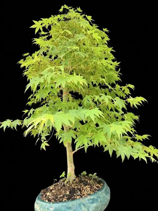 Japanese maple bonsai (Acer palmatum) - Height (Tree): 70...