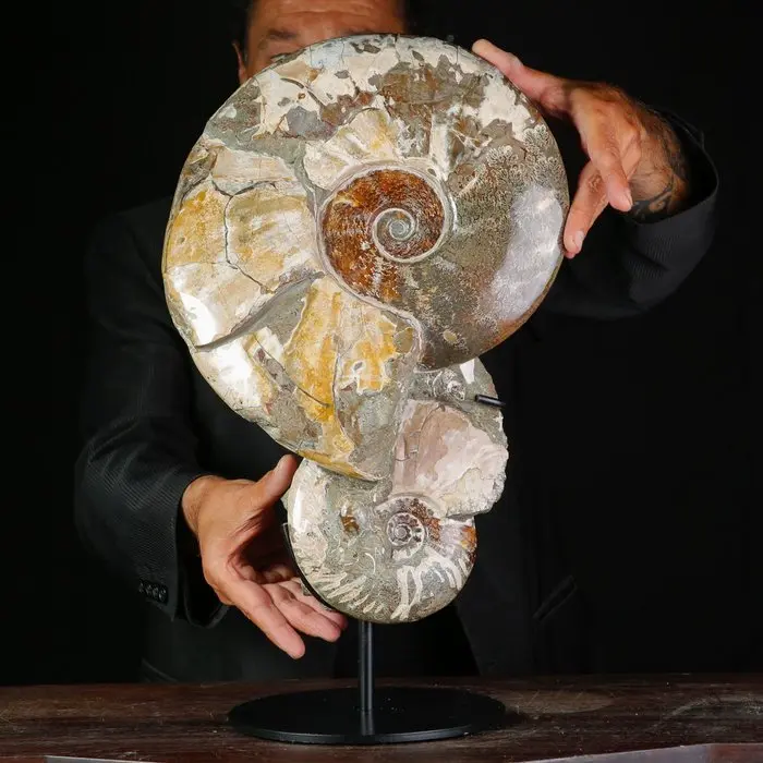 Gian Size Albian Group - Fossil Ammonites – Cleoniceras...