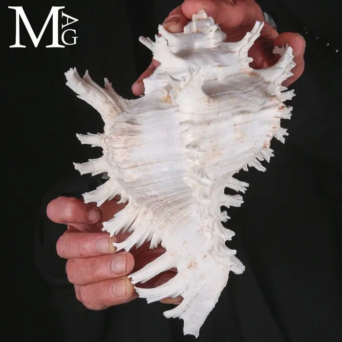 Large Size Murex ramosus – Highly Aesthetic Shell...
