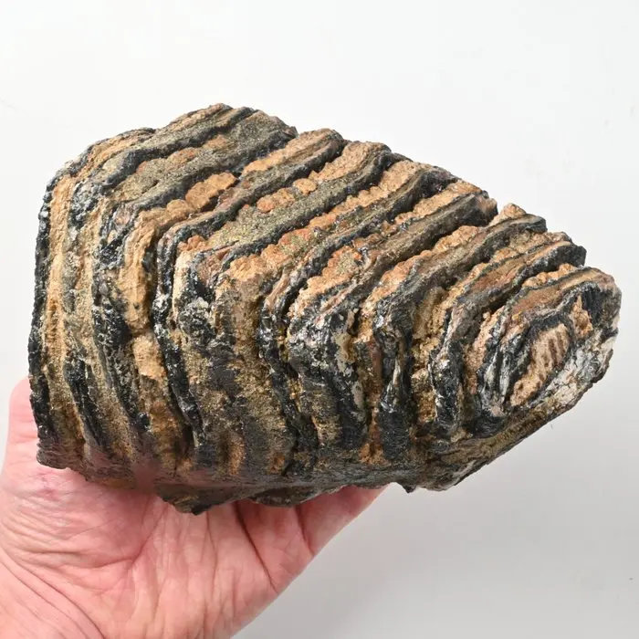 Woolly Mammoth - Fossil tooth - Mammuthus primigenius...