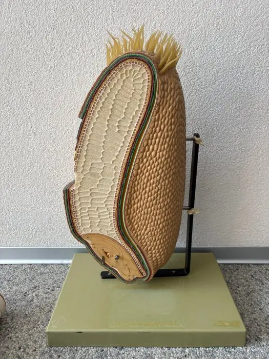Education/demonstration model - Plastic - 1970-1980 - Realistic model