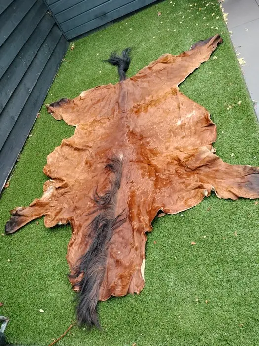 Horse Taxidermy full body mount - Equus Cabbalus - 1 cm...