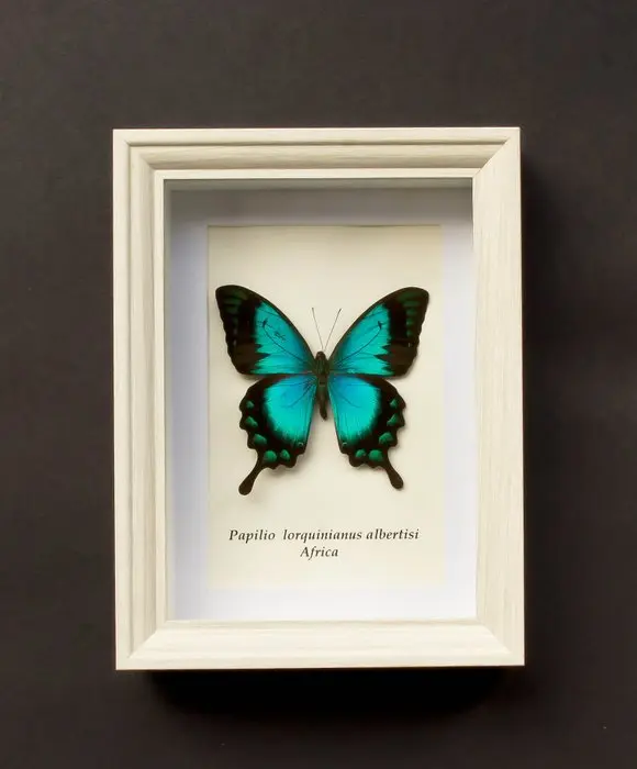 Butterfly Taxidermy full body mount - Papilio...