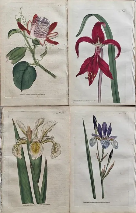 William Curtis (1746 /1799) - lot