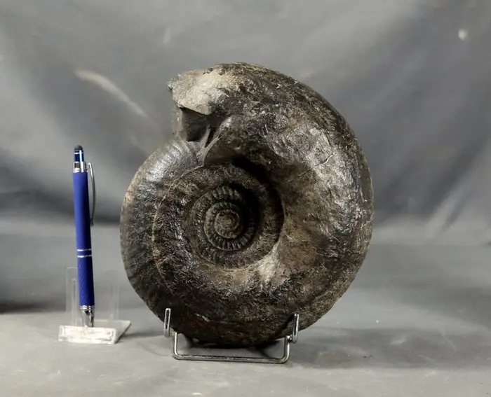 Nicely prepared Bathonian ammonite - Fossilised animal - Wagnericeras