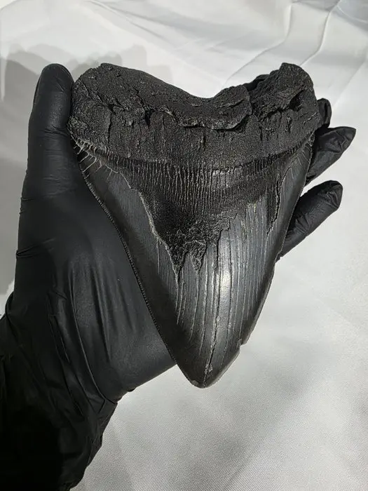 Megalodon tooth < 0.01% of the world - Fossil teeth...