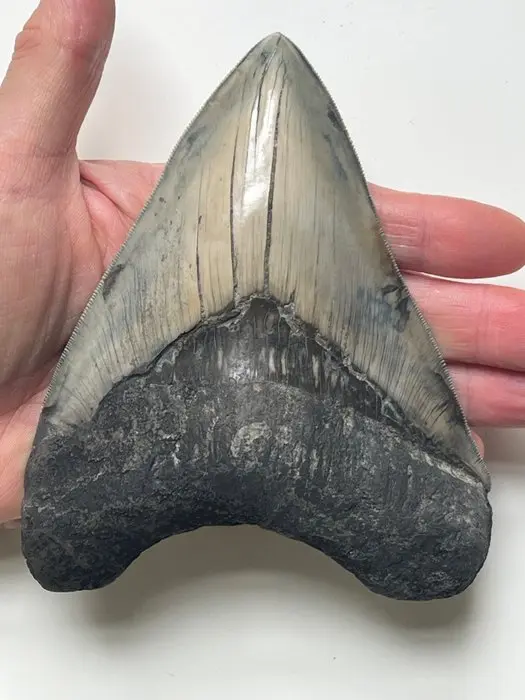 Huge Megalodon tooth 14,0 cm - Fossil tooth - Carcharocles megalodon