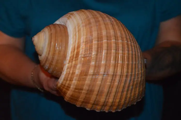 Sea Snail Sea shell - S-652 TONNA AMPULLACEA (No reserve price)