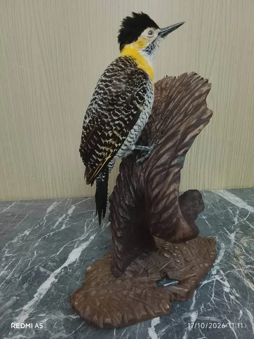 country carpenter Taxidermy full body mount - Colaptes...