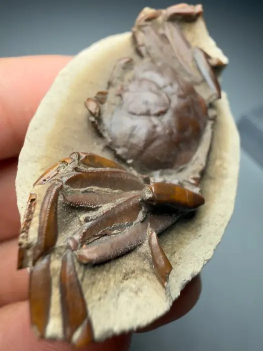 Museum Quality Complete Spiny Crab - Fossil carapace