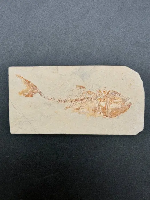 Fish - Fossilised articulated skeleton - Echodus sp - 7 cm - 15 cm