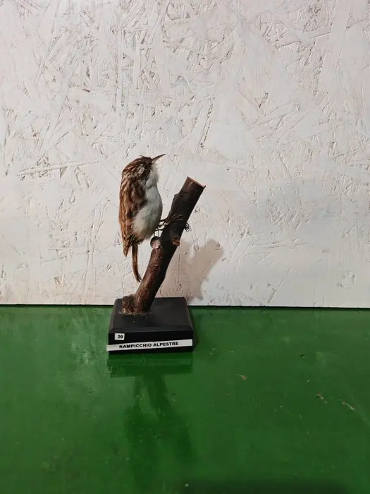 Alpine treecreeper Taxidermy full body mount - Certhia...
