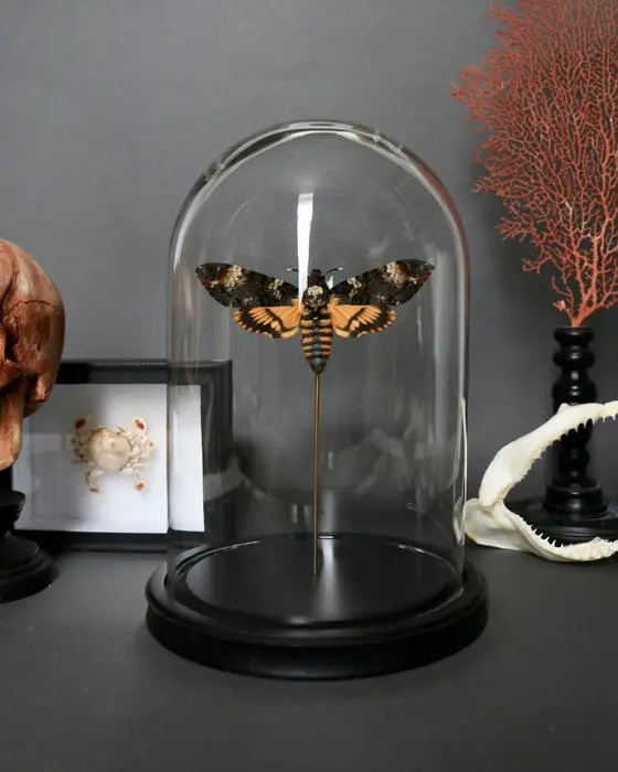 Moth Taxidermy full body mount - Acherontia atropos - 25...