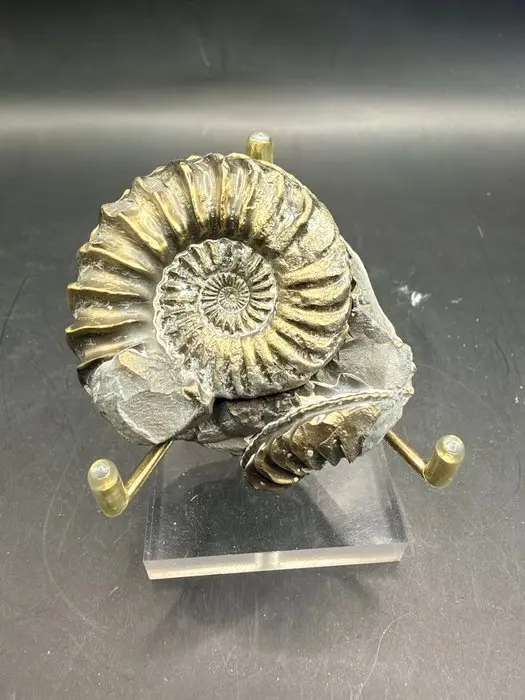 Ammonite - Fossilised animal - Pleuroceras - 6.1 cm (No reserve price)