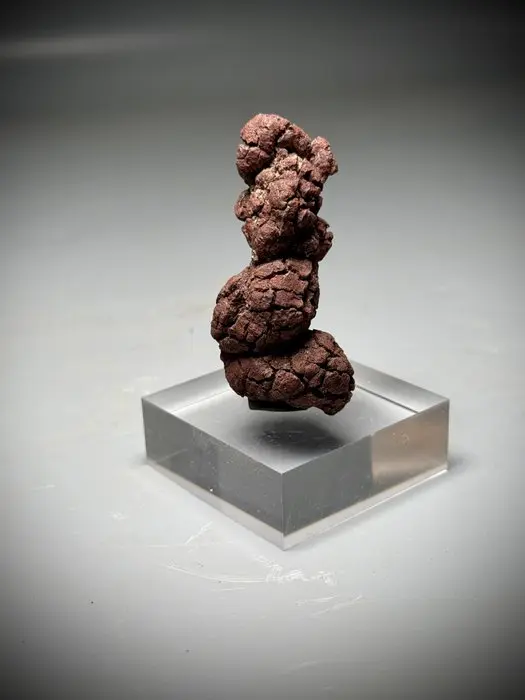 Monster Fossil "poop"- - Fossil fragment - Coprolite- Large stunning specimen