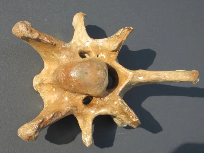 Pleistocene Steppe Bison - Fossil vertebra bone - Bison Priscus