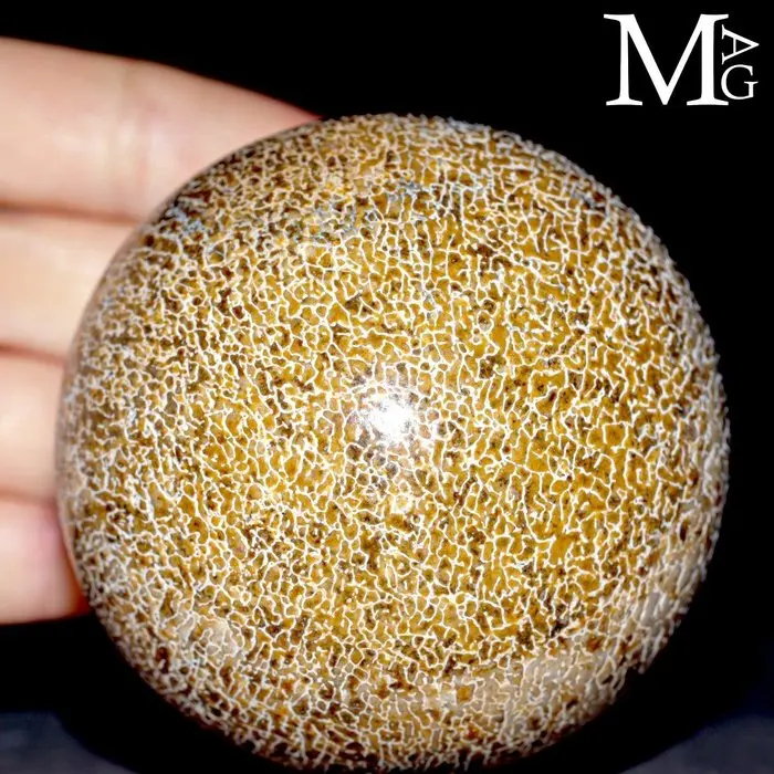 Carved Dinosaur Agatized Bones Dinosaur bone - Height: 75...