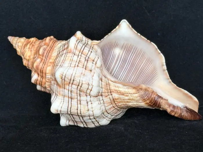 Sea Snail Sea shell - S-648 PLEUROPLOCA TRAPEZIUM (No reserve price)