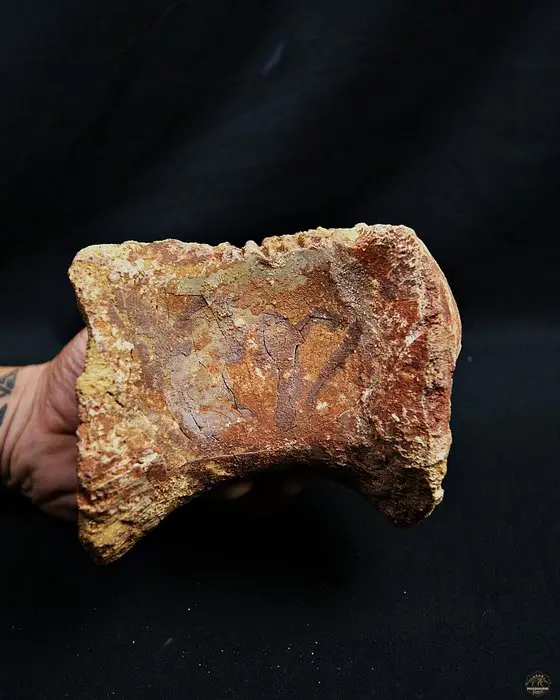 Dinosaur - Fossil vertebra bone - Spinosaurus aegyptiacus