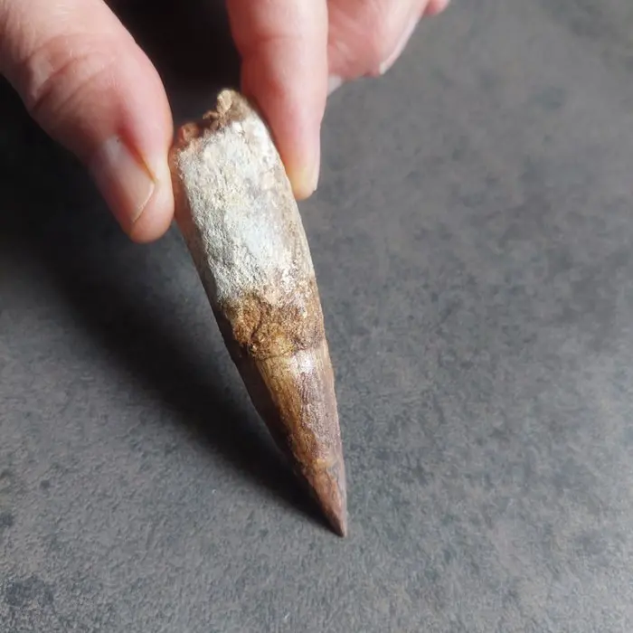 Dinosaur - Fossil tooth - Spinosaurus aegyptiacus - 80 mm...