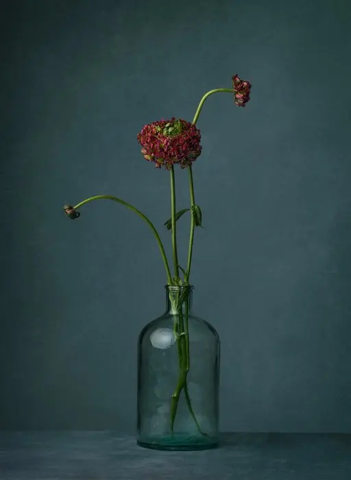 Tessa Posthuma de Boer - Ranunculus #6