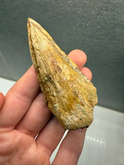 Spinosaur - Fossilised claw - Spinosaurus Aegyptiacus - 9.5 cm - 4 cm