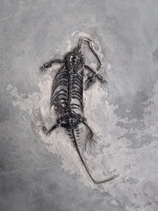 Very Rare Fossil of Keichousaurus hui — Indications of 2...