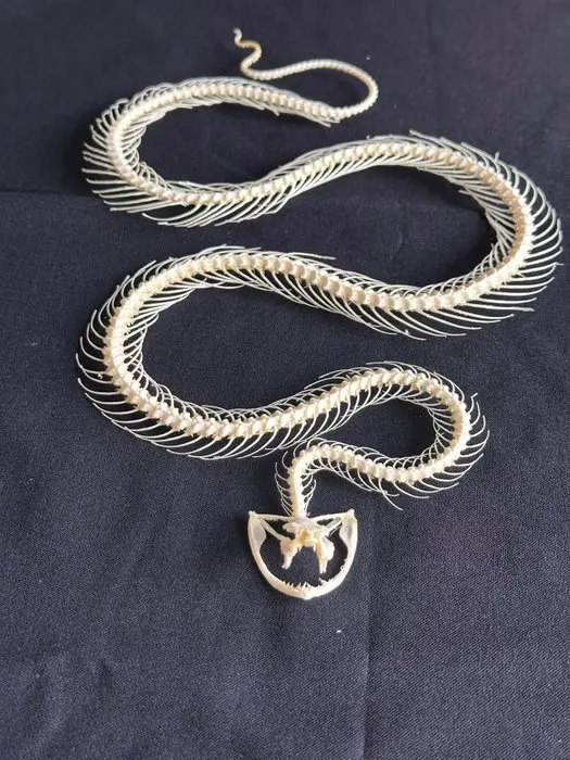 White-lipped Pit Viper Articulated Taxidermy full body...