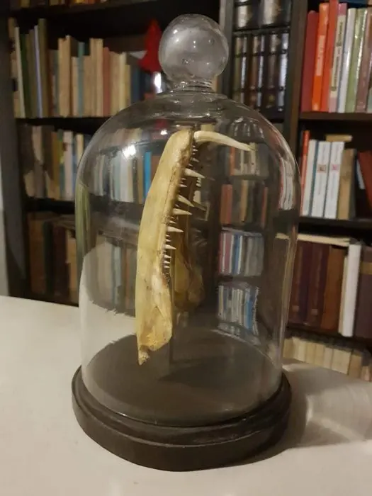 Rare Vampire Fish jawbone (Hydrolycus) in an antique...