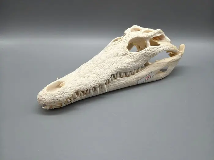 Nile Crocodile Skull - Crocodylus niloticus - 7 cm - 11...