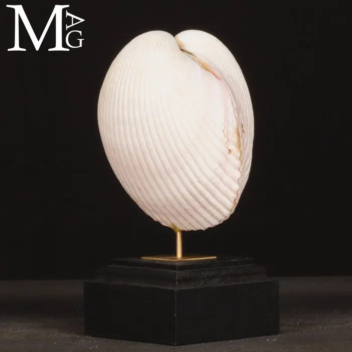Maoricardium Pseudolima Shell on Wood and Brass Base...