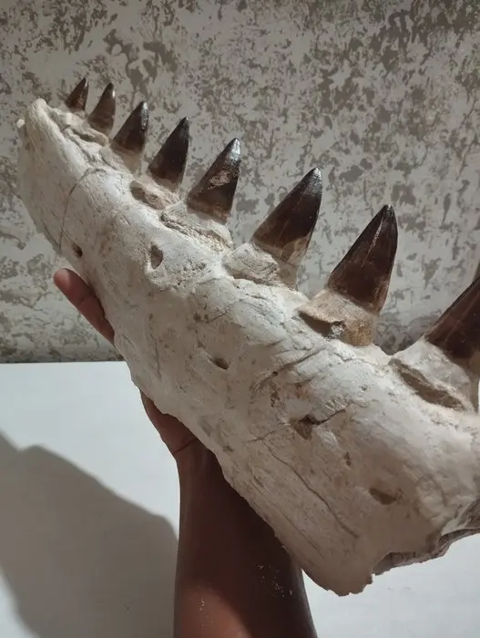 Mosasaur - Fossilised animal - 49 cm - 16.5 cm