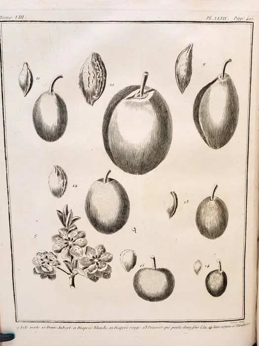 François Rozier - [Tome VIII] - Cours complet d'agriculture - 1789