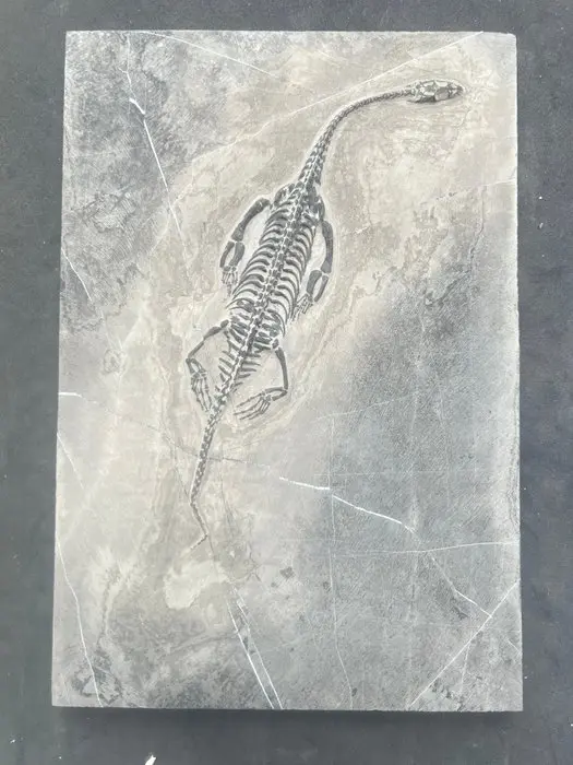 Marine reptile - Fossilised animal - Fossile de...