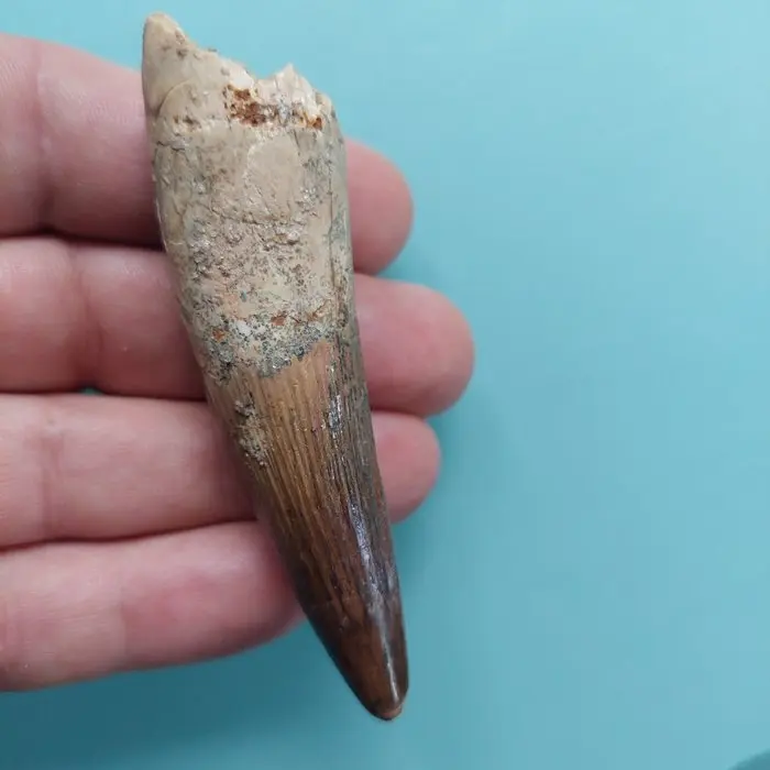 Spinosaur - Fossil tooth - 82 mm - 25 mm