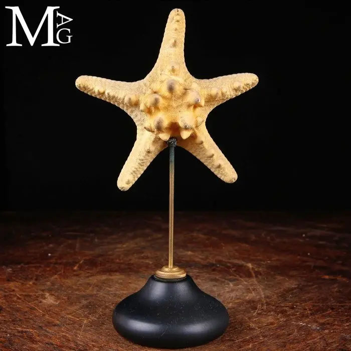 Marine Curiosity - Starfish on Custom Base - Armored...