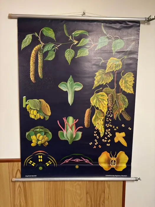 Heinrich Jung - Lehrmittelverlag Hagemann - Berken (Betula) schoolplaat - 1950s