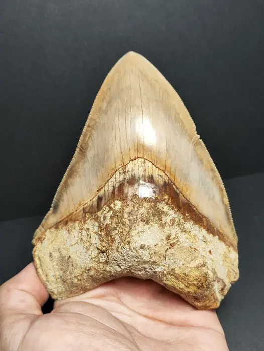 Megalodon - Fossil tooth - Otodus megalodon - 13.46 cm - 5.3 in